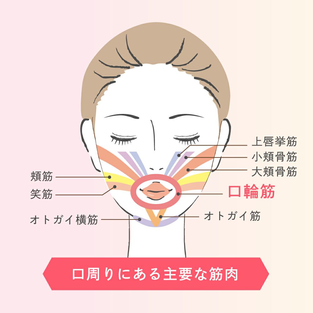 顔の筋肉